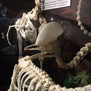 Cassowary Skull