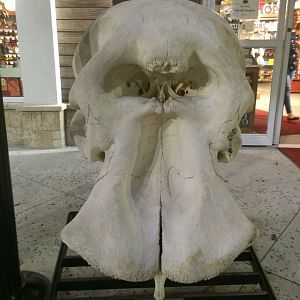 Giant African Elephant Bull Skull