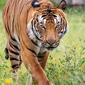 Malayan Tiger / Hamerton / 15-8-20