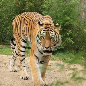 Siberian tiger (July 2020)