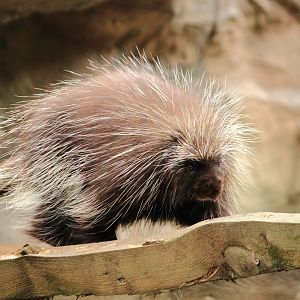 North American porcupine (July 2020)