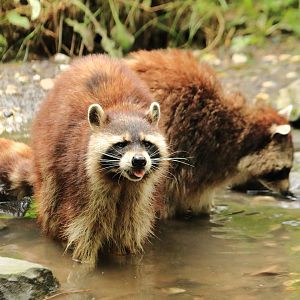 Common Raccoons (July 2020)