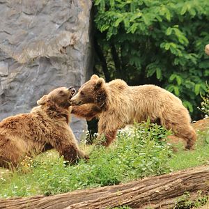 European brown bears (July 2020)