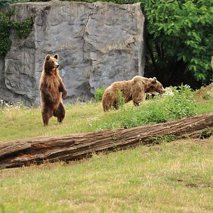 European brown bears (July 2020)