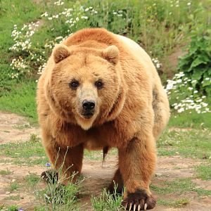 Kamchatka brown bear (July 2020)