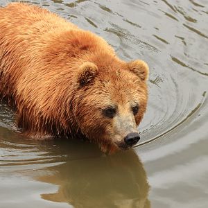 Kamchatka brown bear (July 2020)