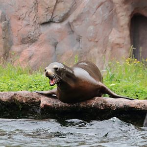 California sea lion (July 2020)