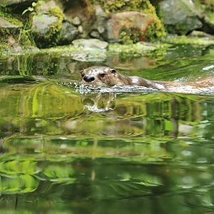 North American river otter (July 2020)