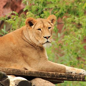 African lion (July 2020)