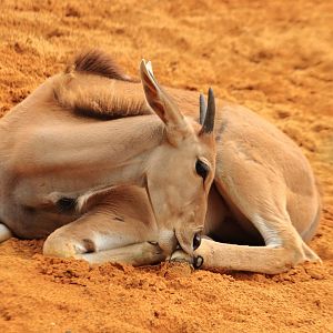 Common eland (July 2020)