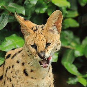 Serval (July 2020)