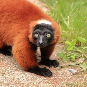 Red ruffed lemur (July 2020)