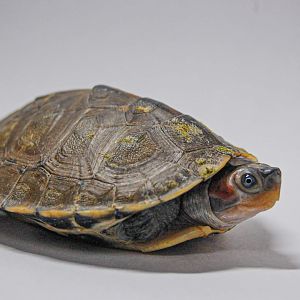 Brown roofed turtle
