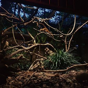 Fishing Cat Trail - Southern Three-banded Armadillo and Kinkajou