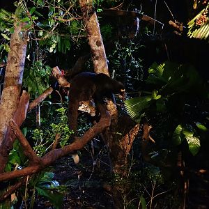 Leopard Trail - White-bearded Masked Palm Civet (Paguma larvata leucomystax)