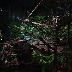 Leopard Trail - Leopard Cat and Small-toothed Palm Civet