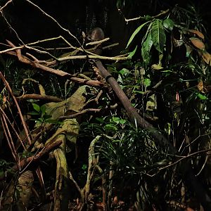 Leopard Trail - Northern Luzon Giant Cloud Rat