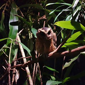 Leopard Trail - Sunda Scops Owl