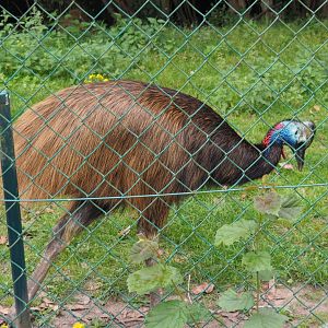 Subadult Double-wattled cassowary (Casuarius casuarius), 2020-07-14
