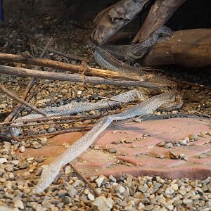 Shed skin of Children’s python (Antaresia childreni), 2020-07-14