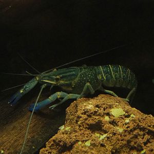 Australian red-clawed crayfish (Cherax quadricarinatus), 2020-07-14