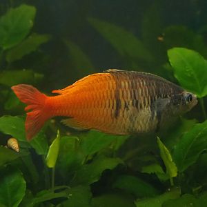Boeseman's rainbowfish (Melanotaenia boesemani), 2020-07-14