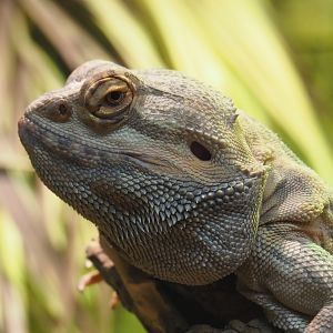 Central bearded dragon (Pogona vitticeps), 2020-07-14