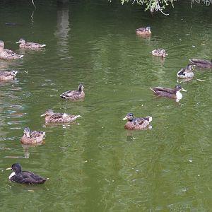Wild Mallards and Mallard/Domestic duck hybrids (Anas platyrhynchos), 2020-07-14