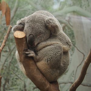 Queensland koala (Phascolarctos cinereus adustus), 2020-07-14