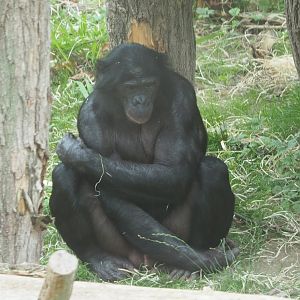 Bonobo (Pan paniscus), 2020-07-14