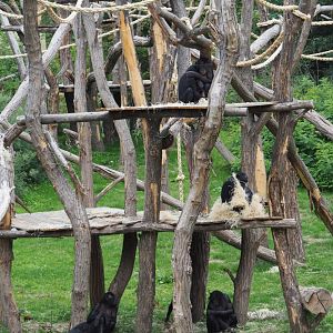 Bonobos on new climbing structures, 2020-07-14