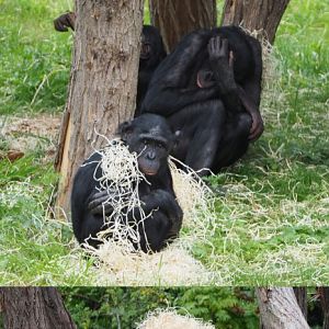 Bonobos (Pan paniscus), 2020-07-14