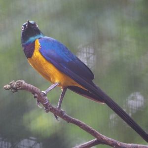 Golden-breasted starling (Lamprotornis regius), 2020-07-14