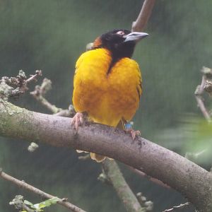 Village weaver (Ploceus cucullatus), 2020-07-14