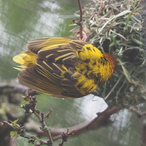 Village weaver (Ploceus cucullatus), 2020-07-14