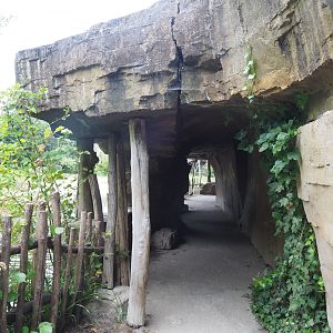 Cave viewing area underneath the African village, 2020-07-14