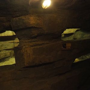 Banded mongoose dens in the cave underneath the African village, 2020-07-14