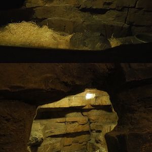 Banded mongoose dens in the cave underneath the African village, 2020-07-14