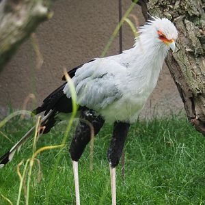 Secretary bird (Sagittarius serpentarius), 2020-07-14
