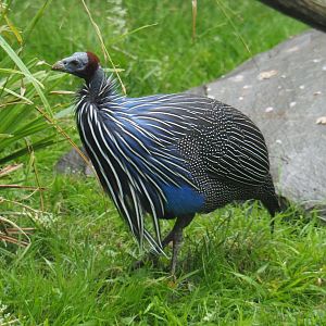 Vulturine guineafowl (Acryllium vulturinum), 2020-07-14