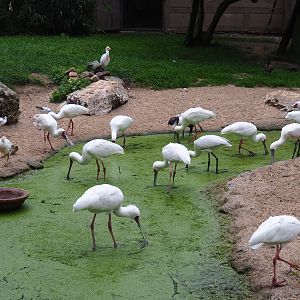 Foraging African spoonbills (Platalea alba), 2020-07-14