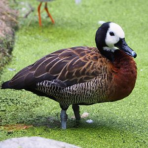 White-faced whistling-duck (Dendrocygna viduata), 2020-07-14