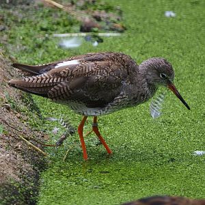 Common redshank (Tringa totanus), 2020-07-14