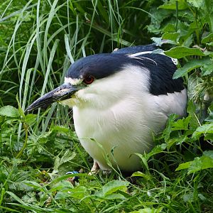 Black-crowned night heron (Nycticorax nycticorax nycticorax), 2020-07-14