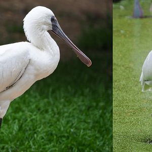 Juvenile African spoonbill (Platalea alba), 2020-07-14