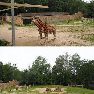 Part of the Kordofan giraffe, Addax, Mhorr gazelle and Helmeted guineafowl savanna exhibit, 2020-07-14