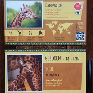 Kordofan giraffe signage and Kordofan giraffe birth sign, 2020-07-14