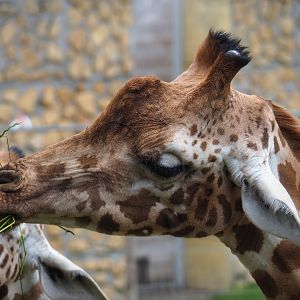 Kordofan giraffe (Giraffa camelopardalis antiquorum), 2020-07-14