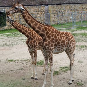 Kordofan giraffes (Giraffa camelopardalis antiquorum), 2020-07-14