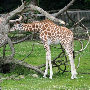 Juvenile Kordofan giraffe (Giraffa camelopardalis antiquorum), 2020-07-14